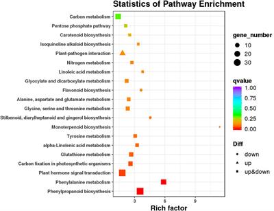 Integrated transcriptome and hormone analyses provide insights into silver thiosulfate-induced “maleness” responses in the floral sex differentiation of pumpkin (Cucurbita moschata D.)